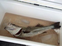 和歌山マリーナシティ釣り公園　ノマセでスズキ