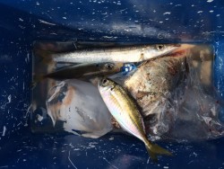 和歌山マリーナシティ　サビキでアジ・カマス…