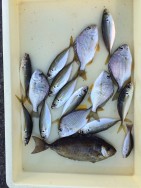 マリーナシティ海釣り公園、サビキ釣果