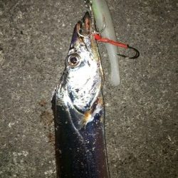 フォックス様より【マナティー＆ZZヘッド 】のモニターレポート