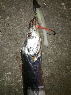 フォックス様より【マナティー＆ZZヘッド 】のモニターレポート