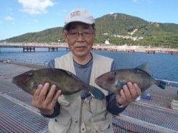 神戸市立須磨海づり公園　良型ウマズラ