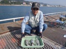 須磨海づり公園でアオリイカ！