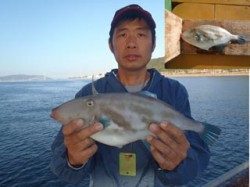 須磨海釣り公園　ハゲ掛けでウマヅラ39.2cm