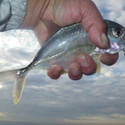 メッキ まだ釣れてます。