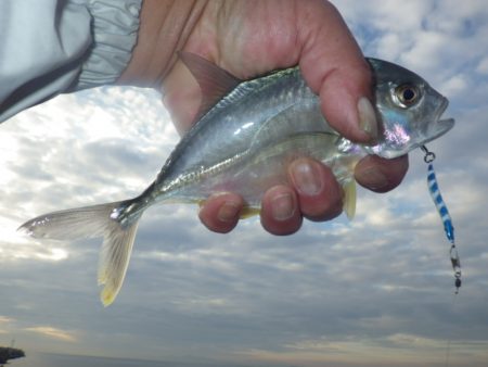 メッキ まだ釣れてます。