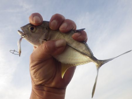 まだ居るんだ・・・