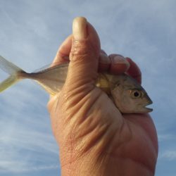 ボウズだけは免れたが・・・