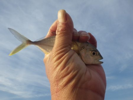 ボウズだけは免れたが・・・