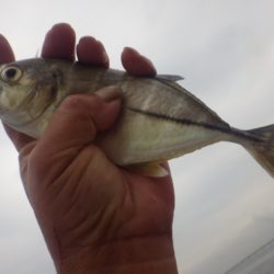 いつまで釣れる？