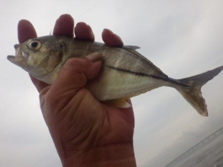 いつまで釣れる？