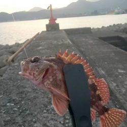 やっぱりガシラは癒される。