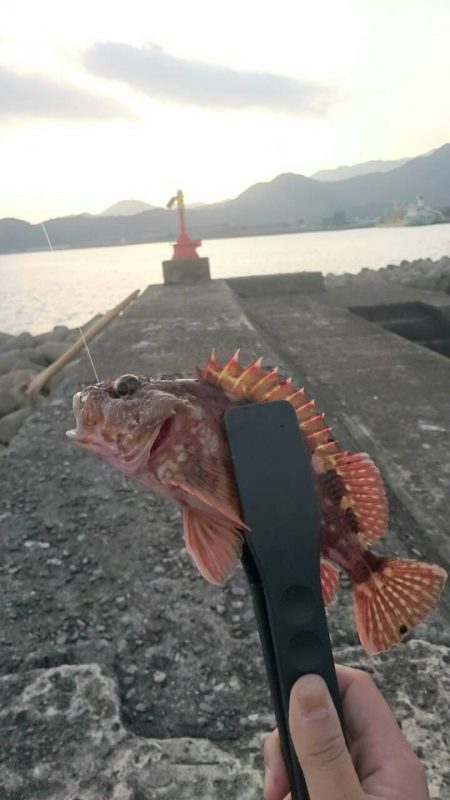 やっぱりガシラは癒される。