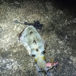 ヤエン師増えてきた