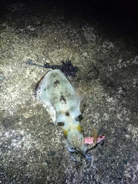 ヤエン師増えてきた