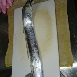 塩津漁港で太刀魚！