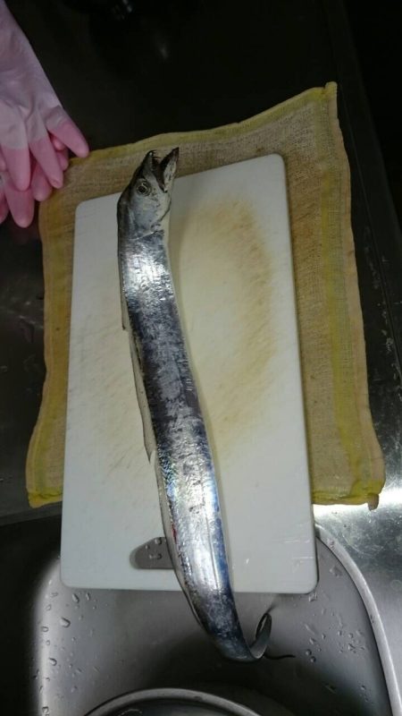 塩津漁港で太刀魚！