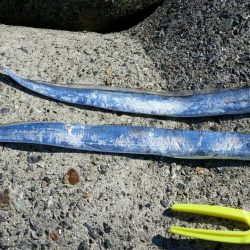 久しぶりの太刀魚です。(笑)