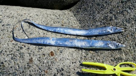 久しぶりの太刀魚です。(笑)