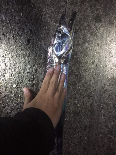 今シーズンの最大サイズでました