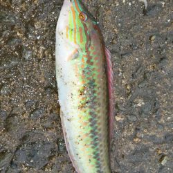 食コンで撃沈！！