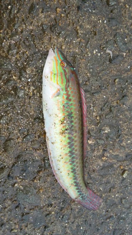 食コンで撃沈！！