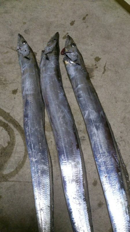 夕方5時から7時まで タチウオワインド 本…