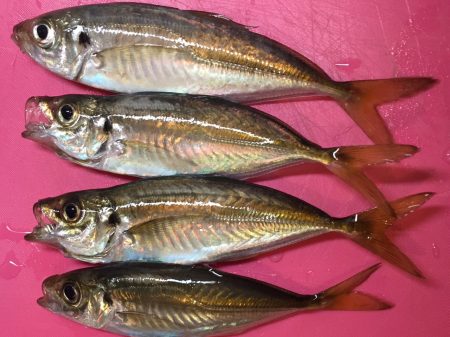 たまにはアジング