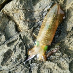 エギンガー＆ヤエン氏だらけ！！