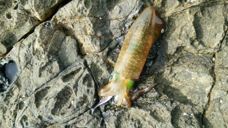 エギンガー＆ヤエン氏だらけ！！