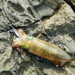 エギンガー＆ヤエン氏だらけ！！