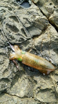 エギンガー＆ヤエン氏だらけ！！