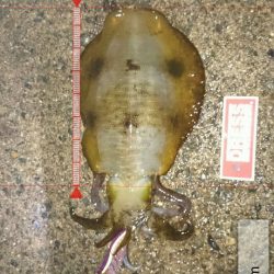 まさか!?この時期に…