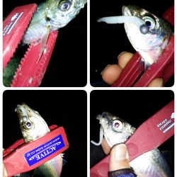 朝マヅメアジング