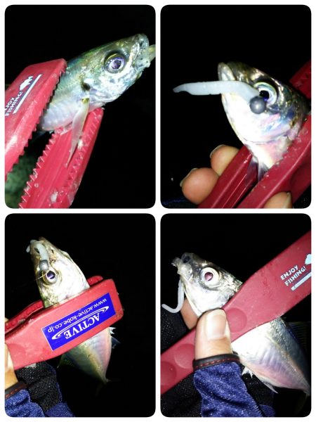 朝マヅメアジング