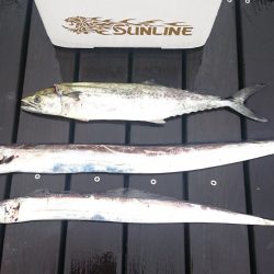 朝まづめタチウオ