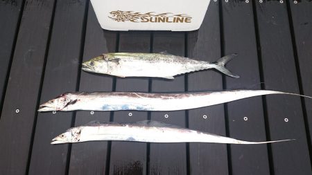 朝まづめタチウオ