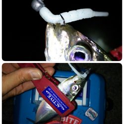 淡路島でちょこっとアジング♪