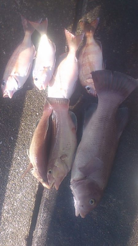 カレイの姿見えず　（＞　＜）