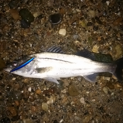 明石川のウェーディングゲームで67cmのシーバス