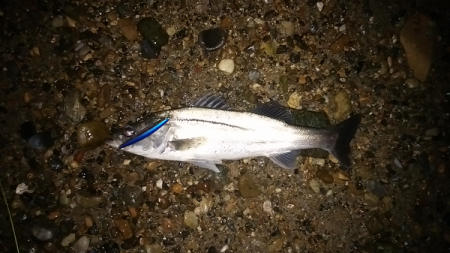 明石川のウェーディングゲームで67cmのシ…