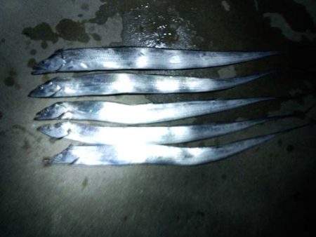 マリーナシティで刀狩り、アタリ多く楽しめま…