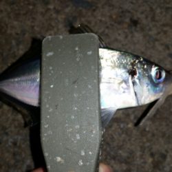 アジ調査からのワインド