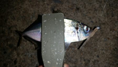 アジ調査からのワインド