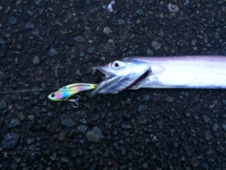 西宮ケーソン早朝タチウオ