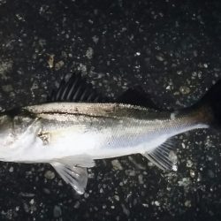 シーバスゲット！