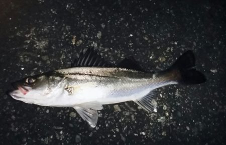 シーバスゲット！