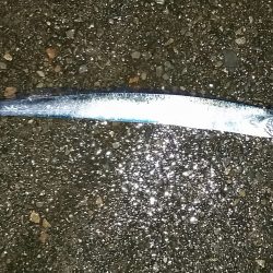 雨の中、太刀魚