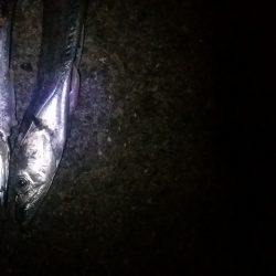 残りもあと僅か