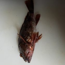 ガルプ　恐るべし‼